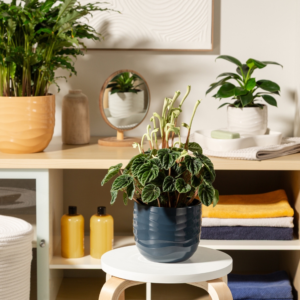 category top image 2