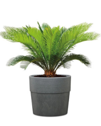 Pflanzgefäße mit Bewässerungseinsatz