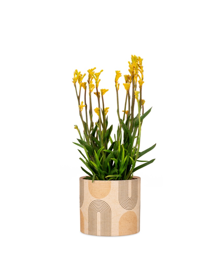 Scheurich Blumentopf 828 Übertopf Versch Farben & Größen Pflanztopf  Pflanzgefäß | eBay | Pflanzkübel