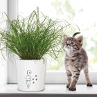 Katzengrastopf Catwalk/13/870
