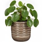Rustic Clay Übertopf