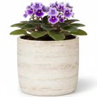 Solido Übertopf Botticino