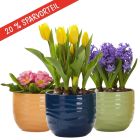 Breeze Frühlings-Bundle