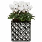 Crystal Übertopf FUNDSTÜCK