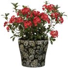 Royal Glimmer Übertopf 808 FUNDSTÜCK