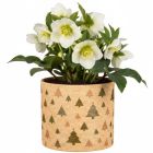 Nature Tree Übertopf 828 FUNDSTÜCK