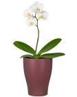 Orchideentopf 608