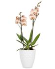 Orchideentopf 632