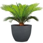 Firenze Pflanzgefäß 50 cm FRÜHLINGSSPECIAL