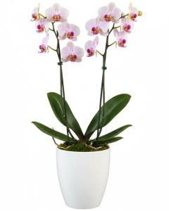 Orchideentopf 620