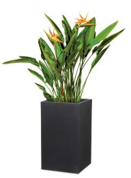 C-Cube High Pflanzgefäß 240 Scheurich Shop
