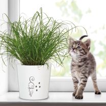 Katzengrastopf Catwalk/13/870