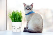 Katzengrastopf Catview/13/870