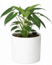 Übertopf 828 mit Bewässerungseinsatz