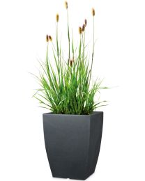 Bologna Pflanzgefäß