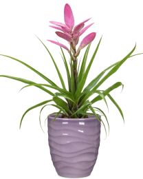 Breeze Orchideentopf