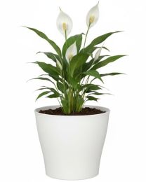 Casa Übertopf 328 Scheurich Shop