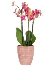 Corteza Orchideentopf 667