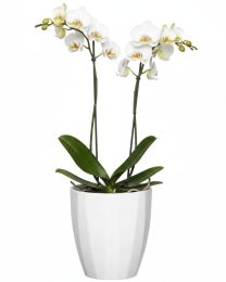 Elegance Orchideentopf