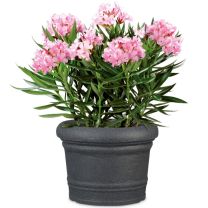 Formia Planter 64