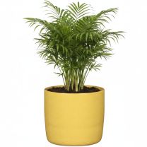 Scheurich Frida Amarillo Blumentopf Strong Women Edition Produktansicht