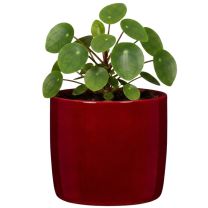 Scheurich Frida Rojo Blumentopf Strong Women Edition bepflanzte Ansicht