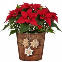 Gingerbread Übertopf 778 FUNDSTÜCK