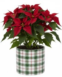 Highland Green Übertopf 828 FUNDSTÜCK