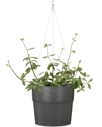 Scheurich Outdoor Blumenampel Groove