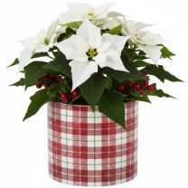 Highland Red Übertopf 828 FUNDSTÜCK