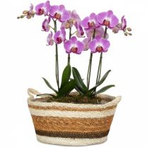 Korbschale 517 aus Seegras