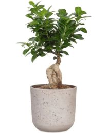La Natura Übertopf 980 Scheurich Shop