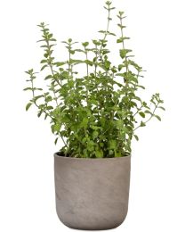 La Natura Übertopf 981 Scheurich Shop