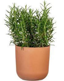 La Natura Übertopf 982 Scheurich Shop