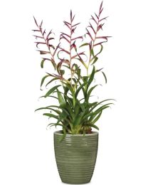 Linara Orchideentopf
