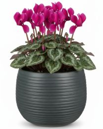 Linara Übertopf FUNDSTÜCK