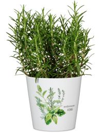 Mediterranean Übertopf