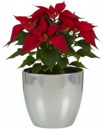 Metal Übertopf 920 FUNDSTÜCK