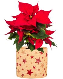 Nature Star Übertopf 828 FUNDSTÜCK