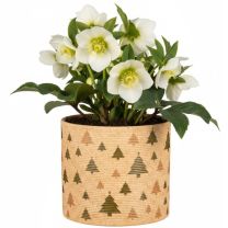 Nature Tree Übertopf 828 FUNDSTÜCK