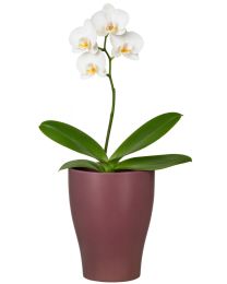 Orchideentopf 608
