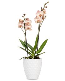 Orchideentopf 632