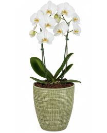 Corteza Orchideentopf