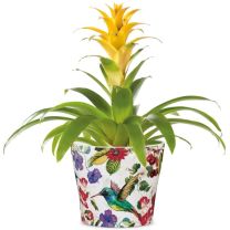 Übertopf 808 Tropicana