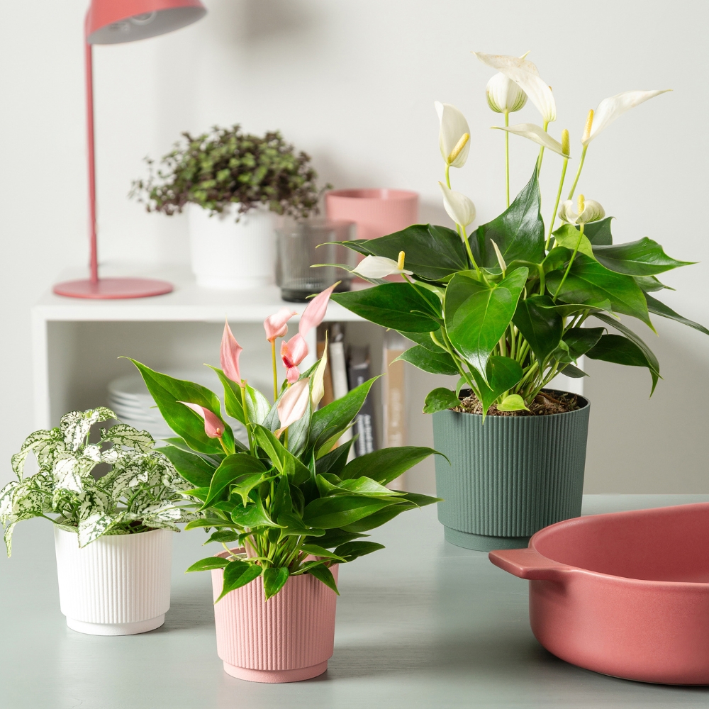 Neuheiten Indoor