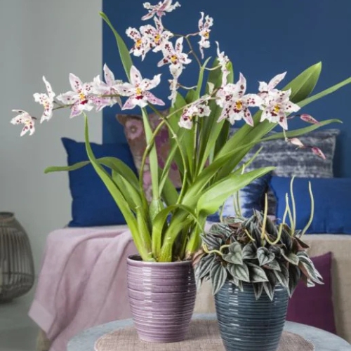 Orchideentöpfe